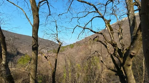 Bare trees stand tall against a clear blue sky. Mount Ozren Видео 330664226
