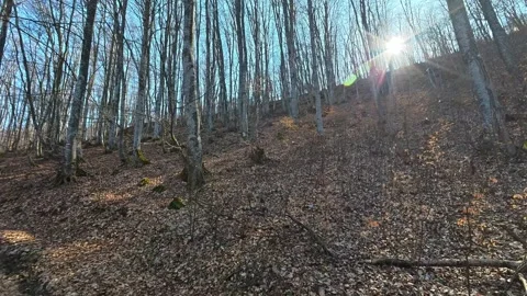 Bare trees stand tall against a clear sky. Kozji Kamen Viewpoint Vidéo 331873158
