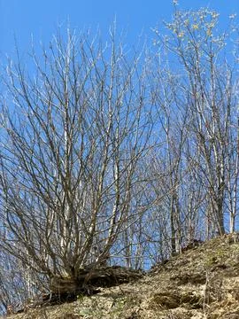 Bare trees stand tall against a clear blue sky Stock Photos