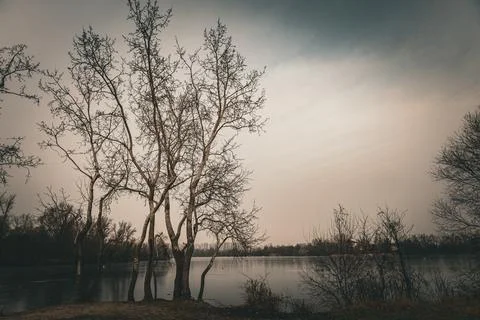 Bare trees stand tall by a calm lake under an overcast sky, reflecting the qu Foto stock