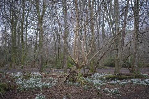 Bare trees stand tall in quiet woodland Stock Photos