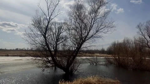 Bare trees standing in melting river water under cloudy sky Video stock 333040590