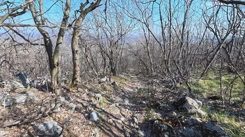 Bare trees stretch across a scorched forest floor. Balkan, Eastern Europe, POV Video stock 331454055