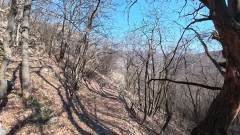 Bare trees stretch toward a clear blue sky. Balkan, Eastern Europe, POV Video stock 331454128