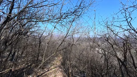 Bare trees stretch toward a vivid blue sky. Balkan, Eastern Europe, POV Video stock 331453424