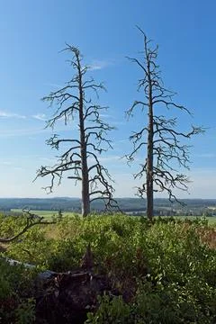 Bare trees in summer. Stock Photos