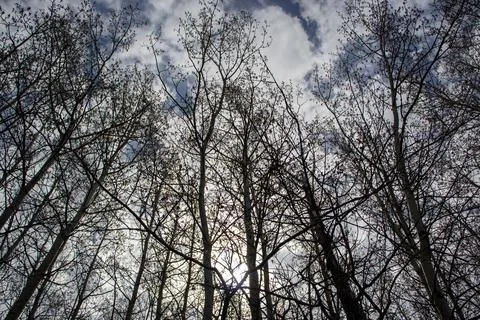 Bare Trees in Sunlit Forest Stock Photos