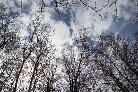 Bare Trees in Sunlit Forest Stock Photos