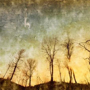 Bare trees on sunset Stock Photos