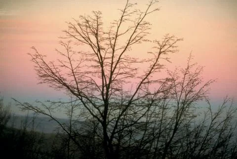 Bare trees in sunset time Foto stock