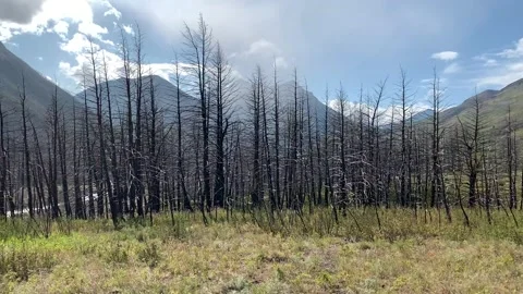 Bare trees with sunshine in the distance Stock-Footage 169320521