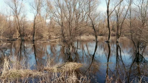 Bare trees in a swamp in winter, trunks, branches and blue sky reflecting in Stock Footage 232444987