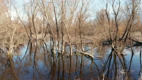Bare trees in a swamp in winter, trunks, branches and blue sky reflecting in Stock Footage 232449329