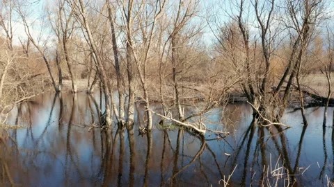 Bare trees in a swamp in winter, trunks, branches and blue sky reflecting in Stock Footage 232453579