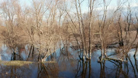 Bare trees in a swamp in winter, trunks, branches and blue sky reflecting in Stock Footage 232526018