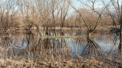 Bare trees in a swamp in winter, trunks, branches and blue sky reflecting in Stock Footage 232529754