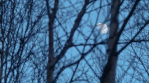 Bare Trees Sway In The Breeze With Moon Overhead Stock Footage 306811483