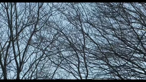 Bare Trees Sway in Winter Wind Stock Footage 283906788
