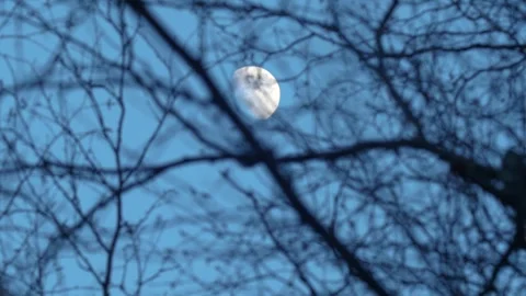 Bare Trees Swaying In The Breeze With The Moon Overhead Stock Footage 306811490