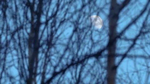 Bare Trees Swaying In The Breeze With The Moon Overhead Stock Footage 306811494