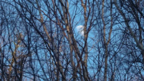 Bare Trees Swaying In The Trees With The Moon Overhead Stock Footage 306811495
