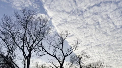 Bare Trees Under Patterned White Clouds Stock Footage 344601304