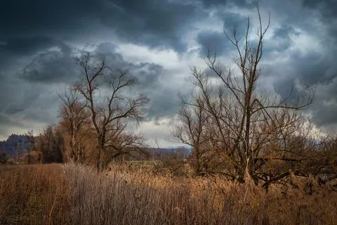 Bare Trees Under Stormy Sky Stock Photos