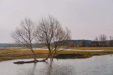 Bare trees in the water of the meadows Stock Photos
