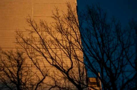 Bare trees in winter on the background of a multi-storey building Stock Photos