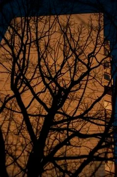 Bare trees in winter on the background of a multi-storey building 写真素材