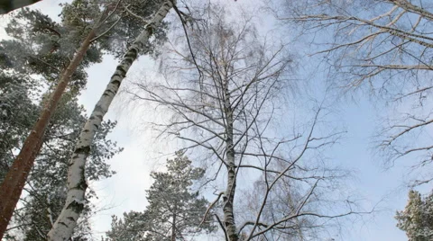 Bare Trees in Winter Day Stock Footage 60387594