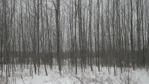 Bare trees in the winter Stock-Footage 169262879