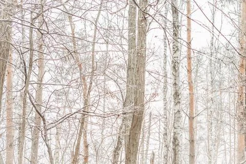 Bare trees in the winter forest as background. Stock Photos