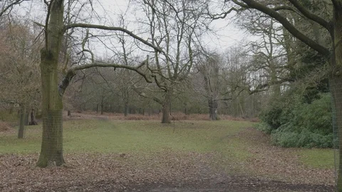 Bare trees in winter forest woodland Stock Footage 112972794