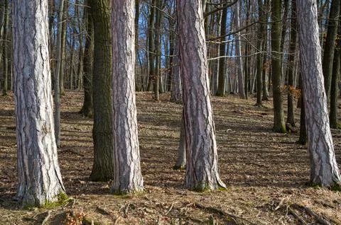 Bare Trees in Winter Light Stock Photos