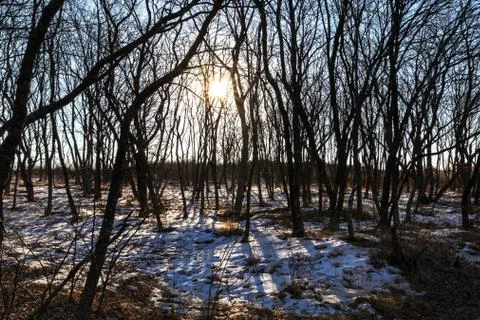 Bare trees in winter lit by the sunlight Stock Photos