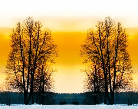 The bare trees in winter park. Stock Photos