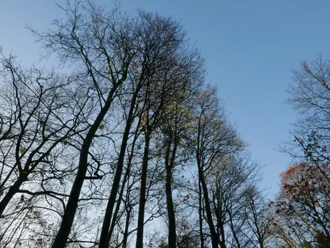 Bare trees in winter. Stock-Fotos