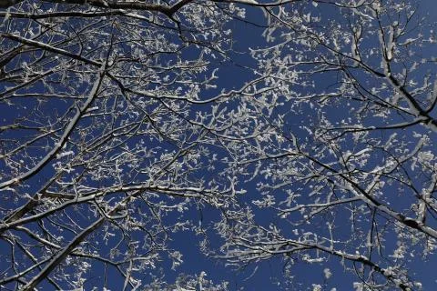 Bare trees in winter Stock Photos