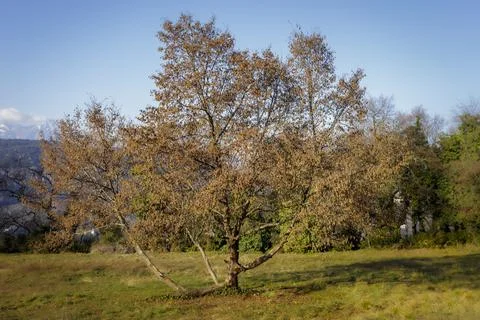 Bare trees in winter. Foto stock