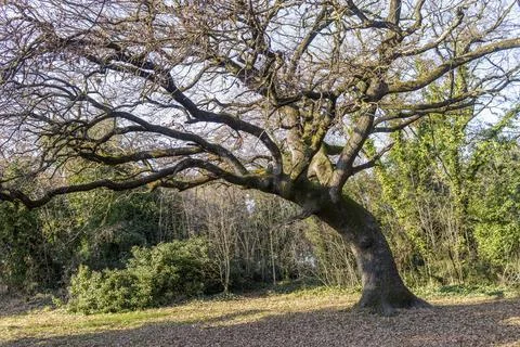 Bare trees in winter. Фото