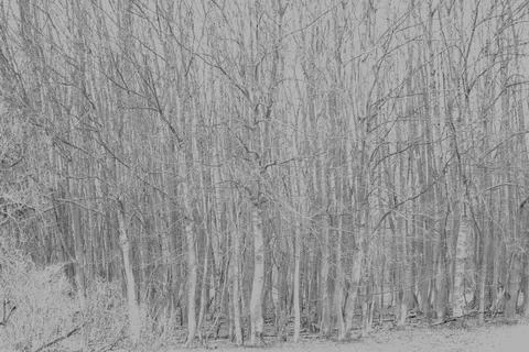 Bare trees in winter Stock Photos