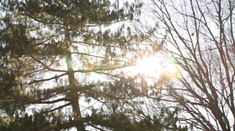 Bare Trees In Winter Snow Video stock 37107019