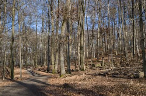 Bare Trees in Winter Sunlight Stock Photos