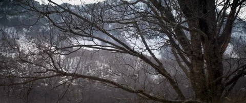 Bare trees in the winter, wind Stock Footage 94609363