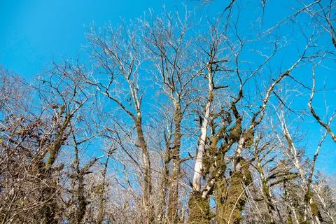 Bare trees without foliage covered with moss against a bright blue sky Stock Photos