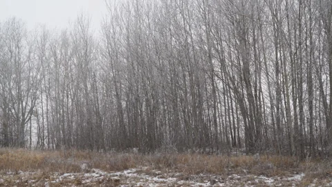 Bare trees without leaves in fog. Late autumn, first snow, beginning of winter Stock Footage 141662377