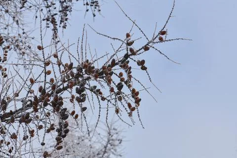 Bare trees without leaves in winter against the blue sky Foto stock