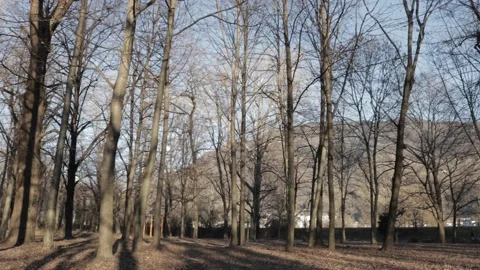 Bare trees in the woods Stock Footage 168966214