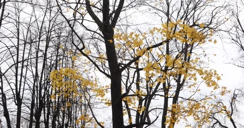 Bare trees with yellow leaves against a pale, overcast autumn sky. Stock-Footage 320169810